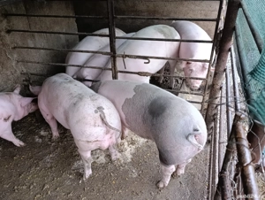 porci pietrain 100-130 kg