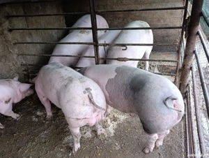 porci pietrain 100-130 kg - imagine 4