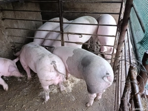 porci pentru craciun  - imagine 5