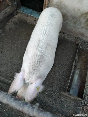 Vând porc  - imagine 2