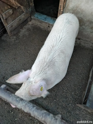 Vând porc  - imagine 3