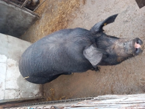 De vanzare porci durok - imagine 3