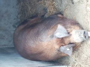 De vanzare porci durok - imagine 5