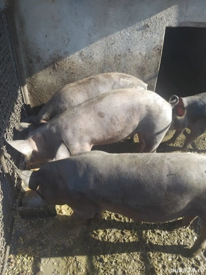 porci si purcei - imagine 5