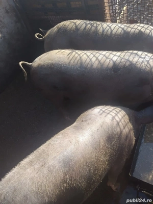 porci si purcei - imagine 4