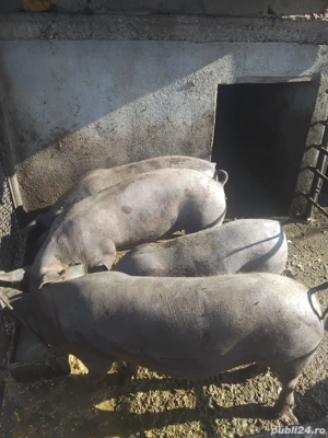 porci si purcei - imagine 2
