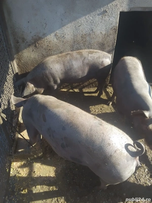 porci si purcei - imagine 3