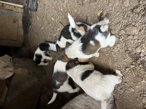 Vand pui Fox Terrier cu par sarmos - imagine 5