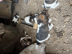 Vand pui Fox Terrier cu par sarmos - imagine 4