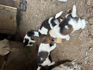 Vand pui Fox Terrier cu par sarmos - imagine 3