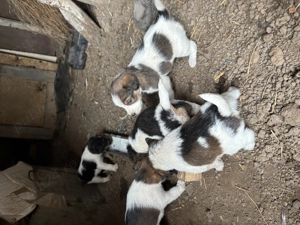 Vand pui Fox Terrier cu par sarmos - imagine 2