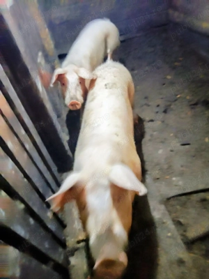 Vând porci Landrace   sănătoși, crescuți natural - imagine 4