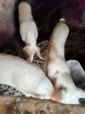 Vând porci Landrace   sănătoși, crescuți natural - imagine 3