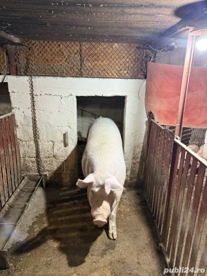 Vând scroafa  - imagine 3