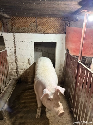 Vând scroafa  - imagine 2