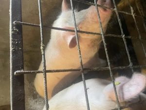 Porc de vânzare  - imagine 2