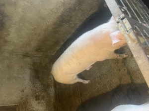 Porc de vânzare  - imagine 3