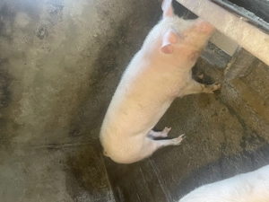 Porc de vânzare  - imagine 4