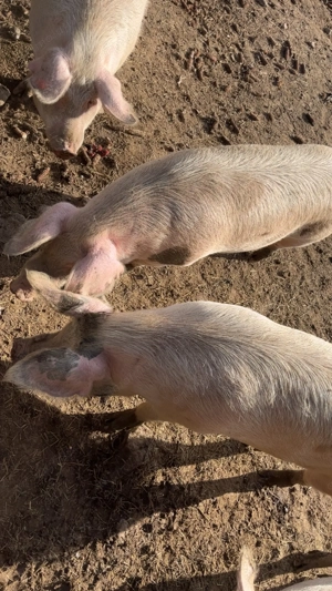 Vând porci grasi - imagine 2