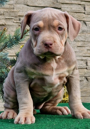 Vand American Bully xl  - imagine 2