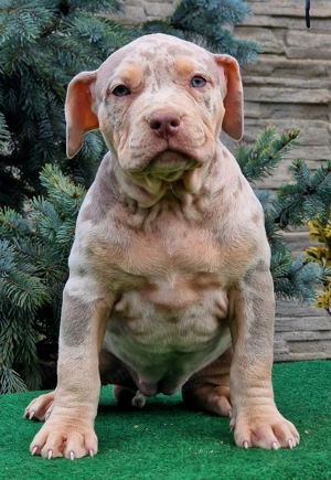 Vand catei American Bully xl  - imagine 2