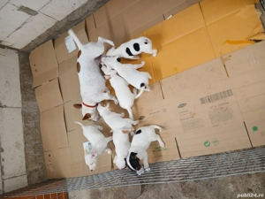 Jack russell terriers 