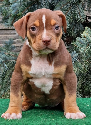 Vand catei American Bully xl  - imagine 4