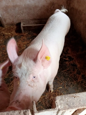 vând porcii - imagine 2