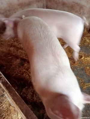 vând porcii - imagine 3