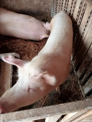 vând porcii - imagine 4