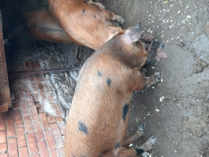 Porci de vanvare - imagine 2