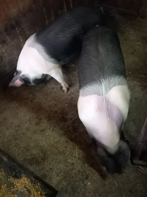 Vând 2 porci , în jur de 90kg