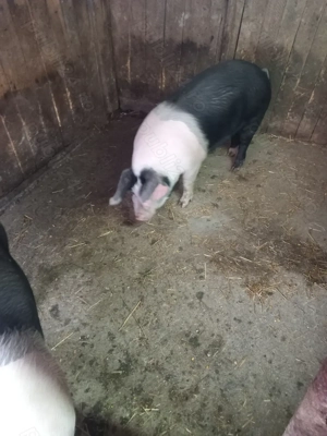 Un purcel de aproximativ 90 de kg  - imagine 3