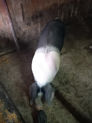 Un purcel de aproximativ 90 de kg  - imagine 4