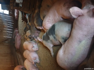 porci de vanzar - imagine 3