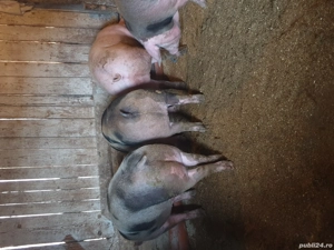 porci de vanzar - imagine 2