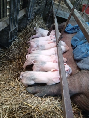 Scroafa bazna montata