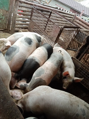 Vand porci pentru Craciun - imagine 2