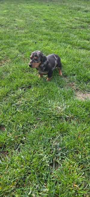 Catei tekel  - imagine 4