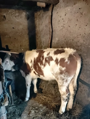 Vînd vițea de 5 luni