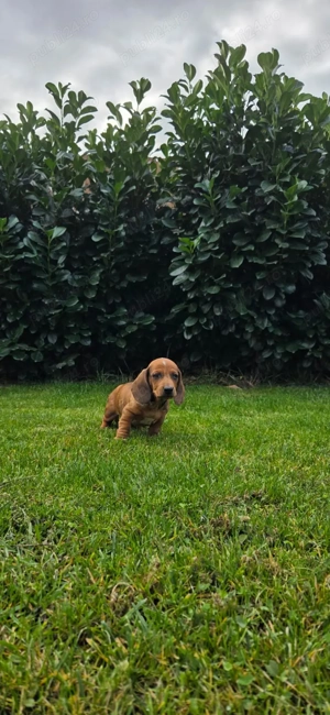 Catei tekel  - imagine 2