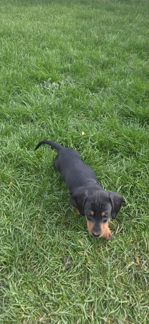 Catei tekel  - imagine 3