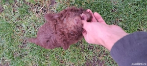  Vind Lagotto Romagnolo  - imagine 3