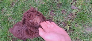  Vind Lagotto Romagnolo  - imagine 4