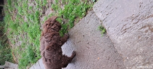  Vind Lagotto Romagnolo  - imagine 5