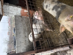 Grasuni de vânzare  - imagine 2