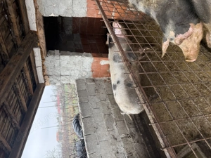 Grasuni de vânzare  - imagine 3