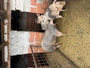 Grasuni de vânzare  - imagine 4