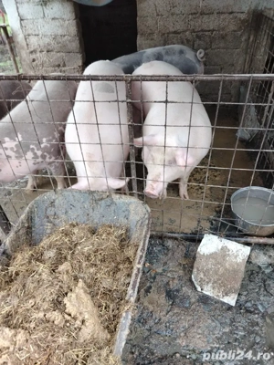 Vând porci din rasa pietrean