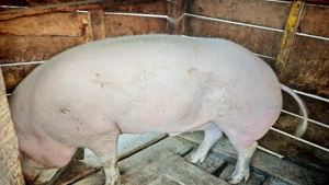 Porc de vanzare - imagine 3